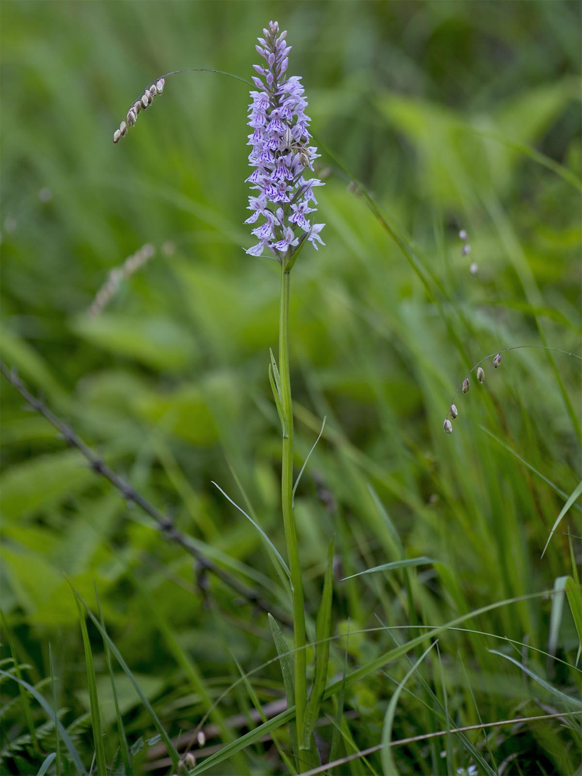 Dactylorhiza fuchsii